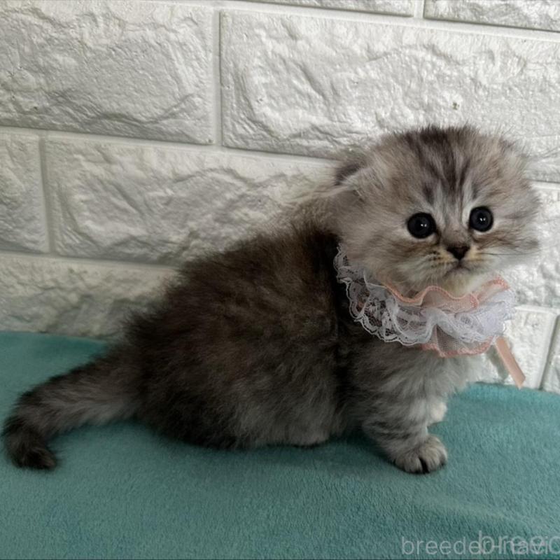 販売中の千葉県のミヌエット(短足)-136735の2枚目