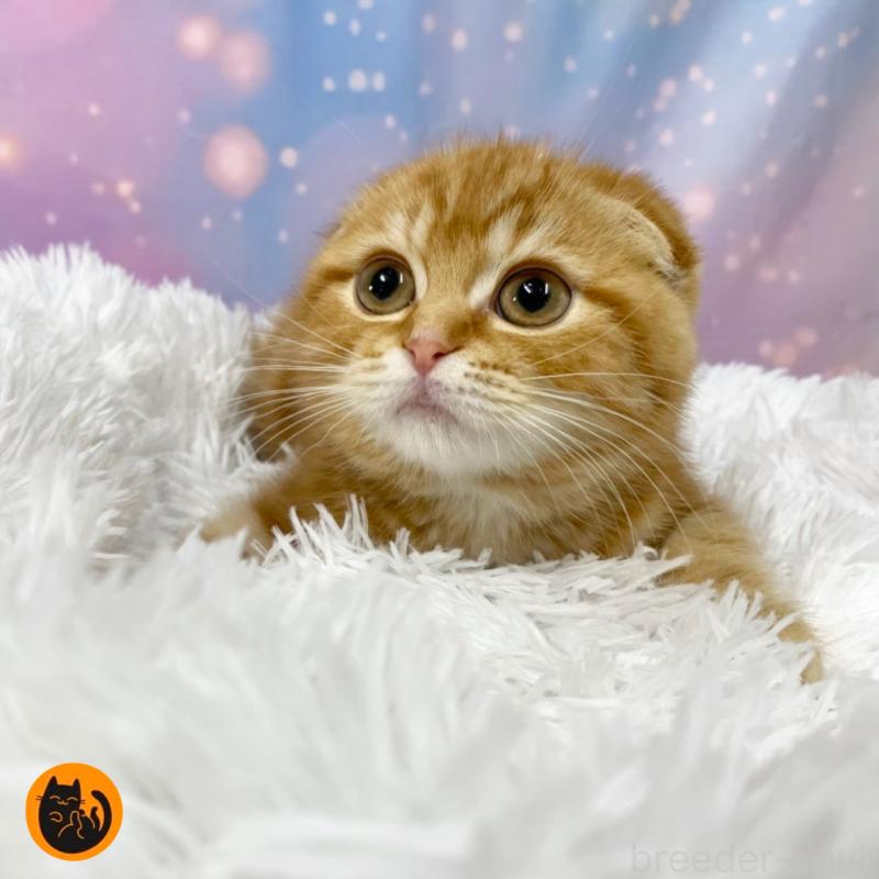 商談中の大阪府のスコティッシュフォールド-132597の1枚目