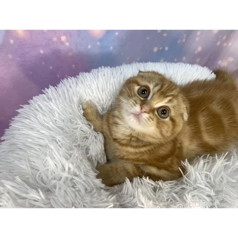 商談中の大阪府のスコティッシュフォールド-132597の2枚目