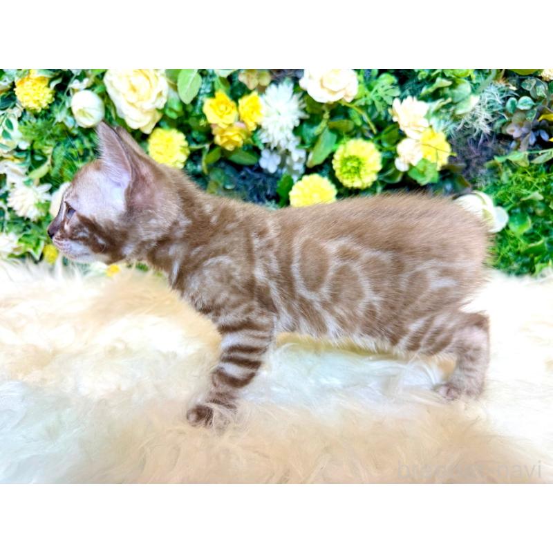 販売中の愛媛県のベンガル-136737の15枚目