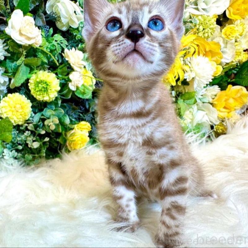 販売中の愛媛県のベンガル-136737の13枚目