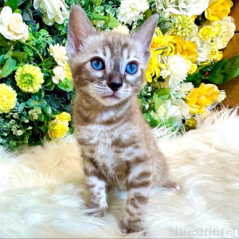 販売中の愛媛県のベンガル-136737