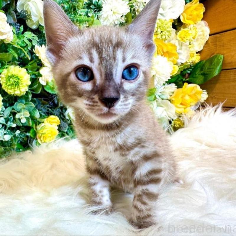 販売中の愛媛県のベンガル-136737の12枚目