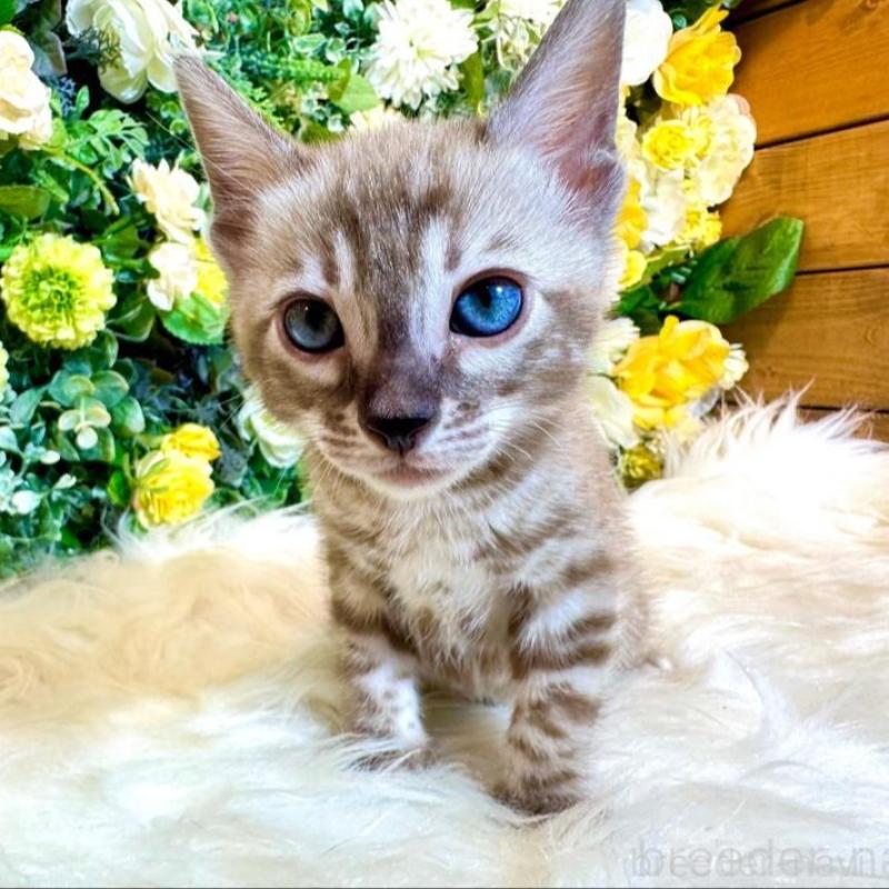 販売中の愛媛県のベンガル-136737の11枚目