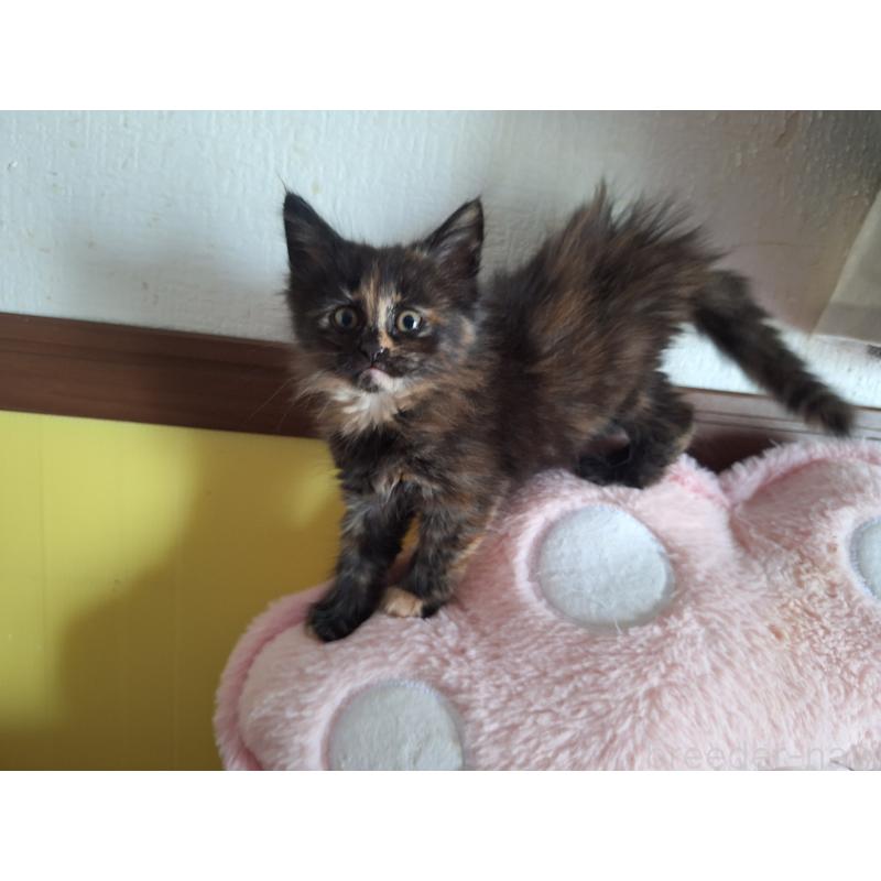 販売中の京都府のメインクーン-135241の2枚目