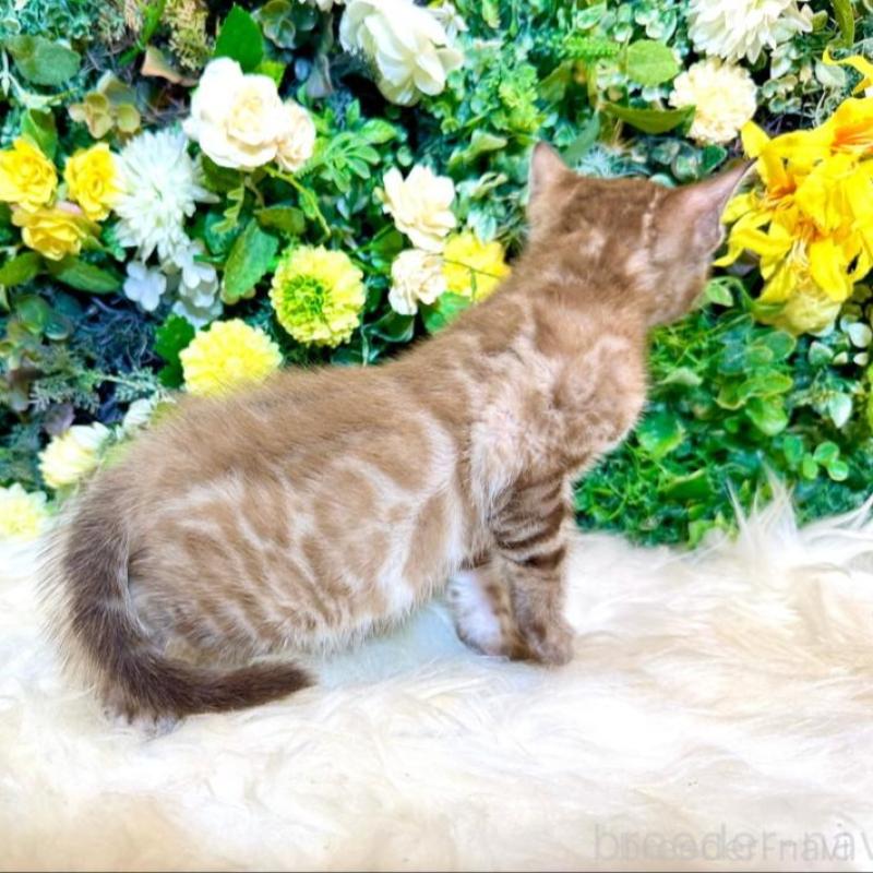 販売中の愛媛県のベンガル-136737の8枚目