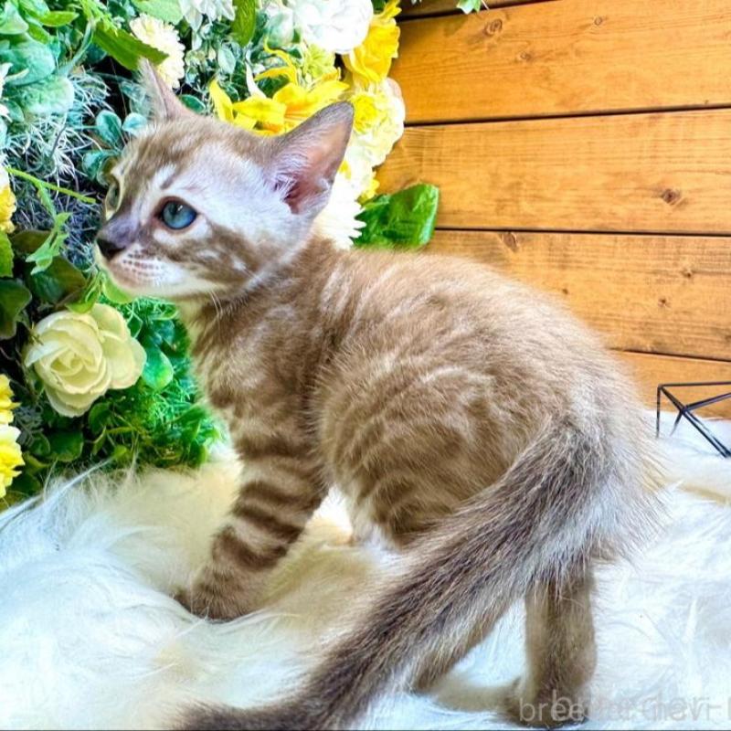 販売中の愛媛県のベンガル-136737の7枚目