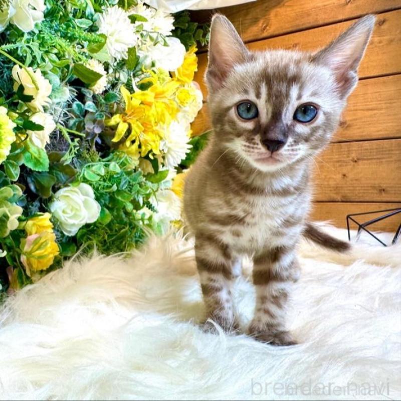 販売中の愛媛県のベンガル-136737の5枚目