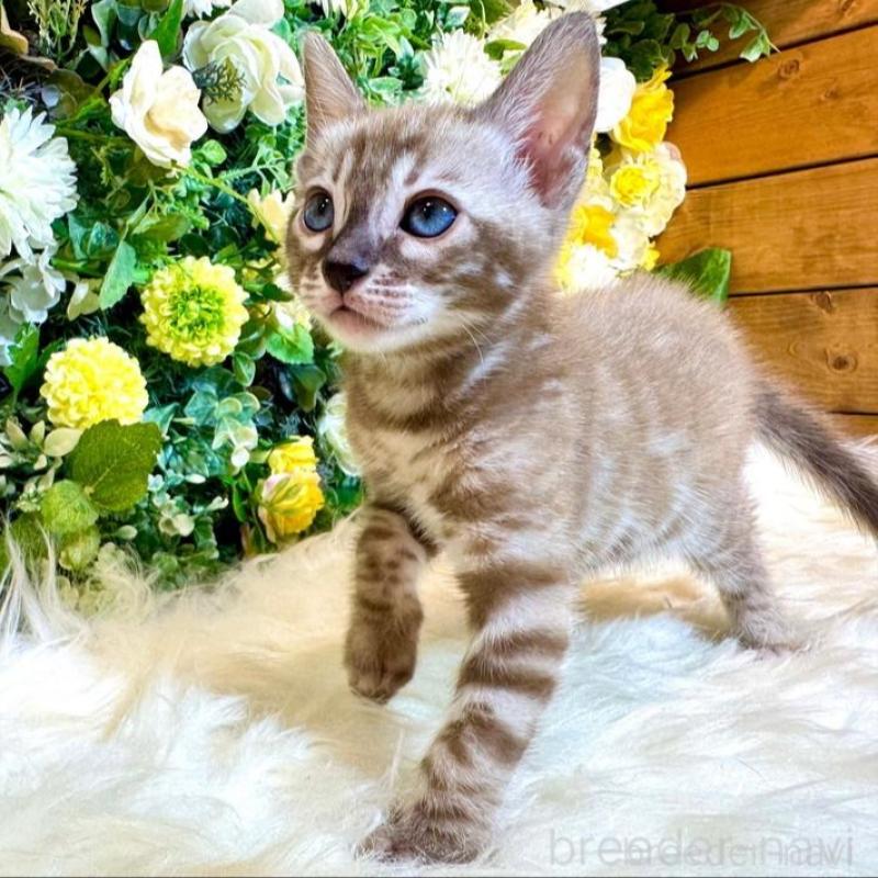 販売中の愛媛県のベンガル-136737の4枚目