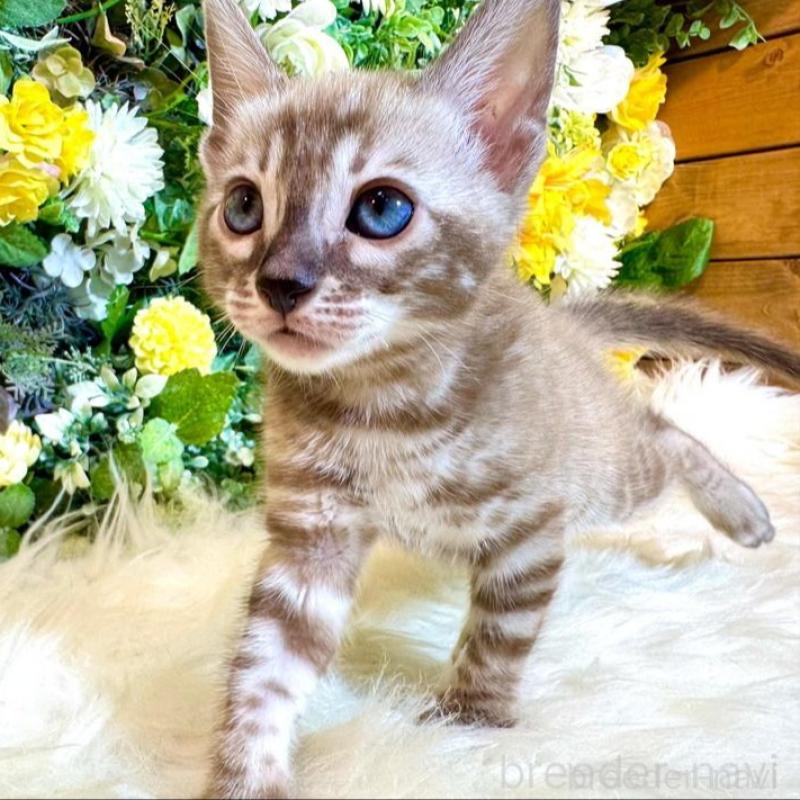 販売中の愛媛県のベンガル-136737の3枚目