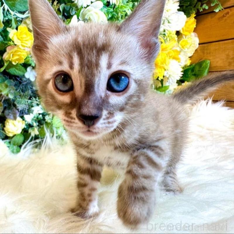 販売中の愛媛県のベンガル-136737の2枚目