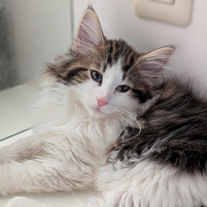 販売中の埼玉県のノルウェージャンフォレストキャット-134153