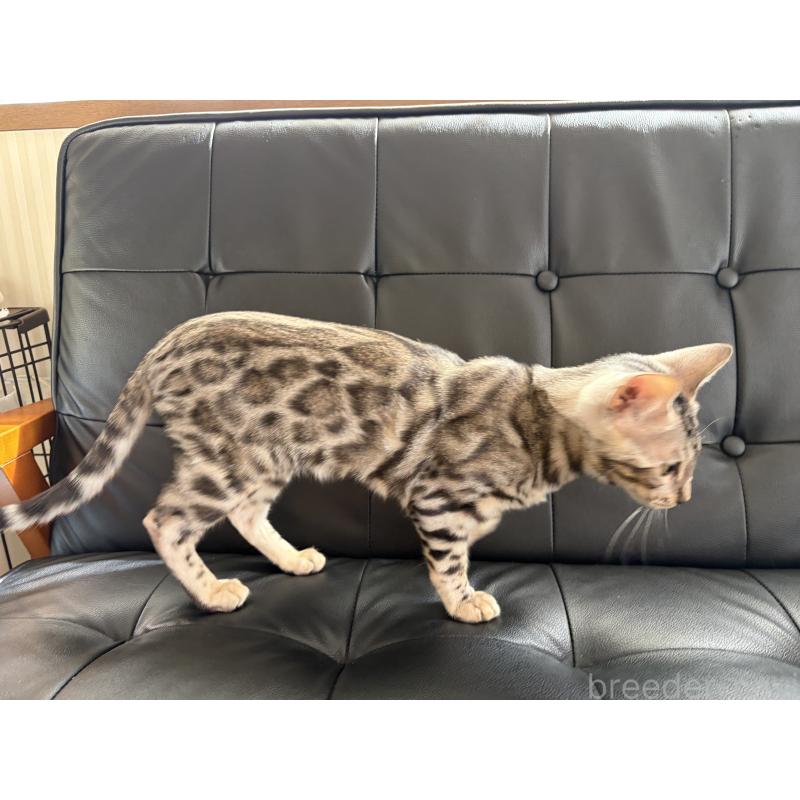 販売中の愛知県のベンガル-136754の3枚目