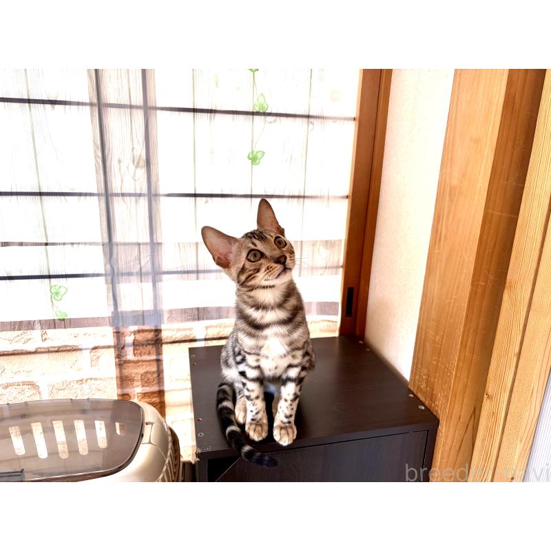 販売中の愛知県のベンガル-136754の2枚目