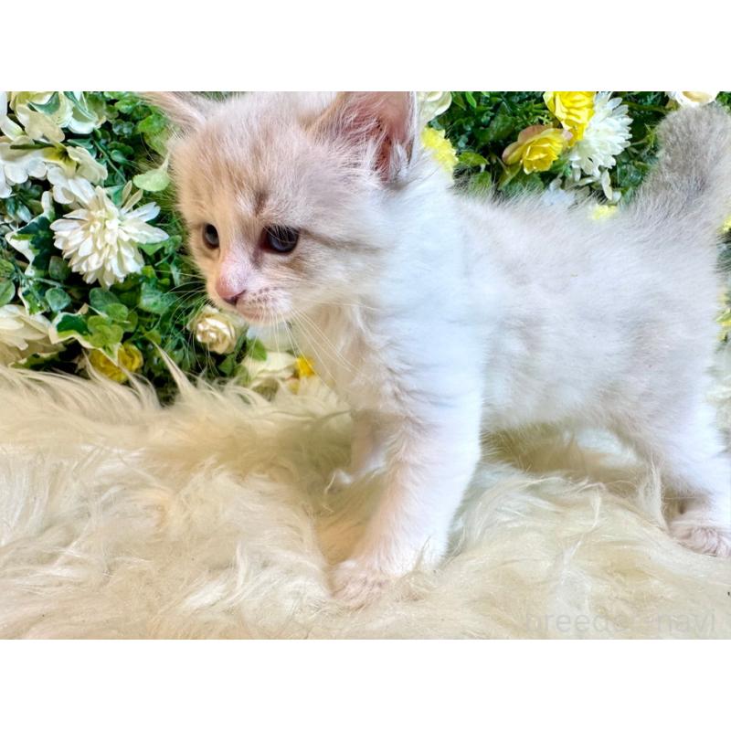 販売中の愛媛県のサイベリアン-136738の14枚目