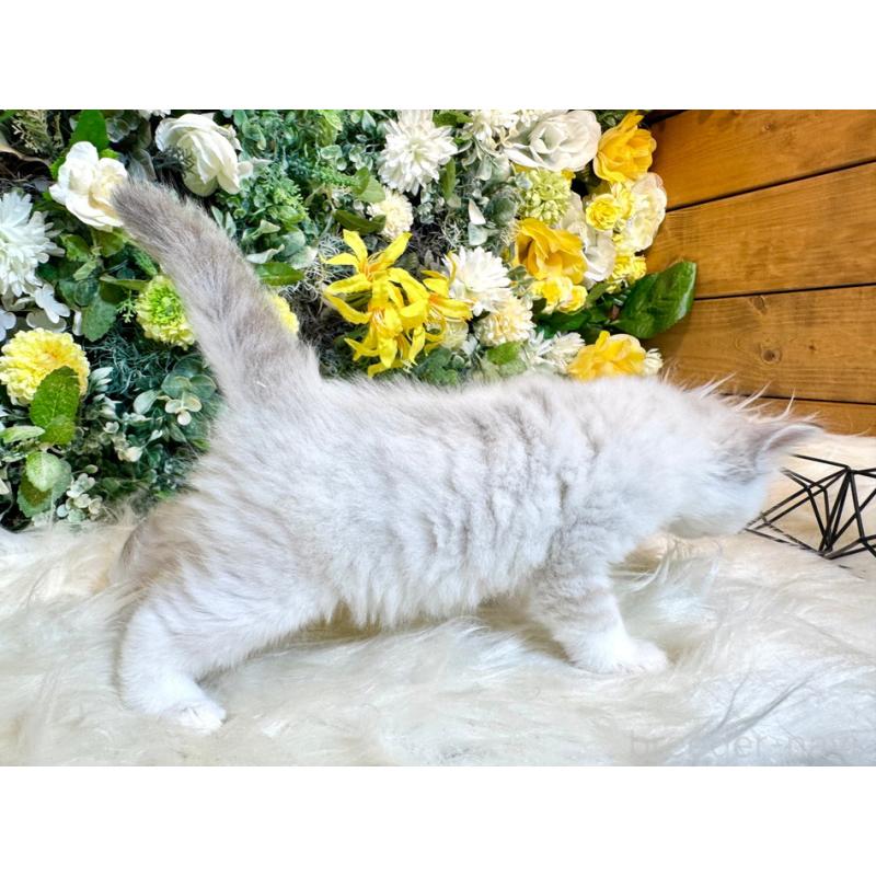 販売中の愛媛県のサイベリアン-136738の12枚目