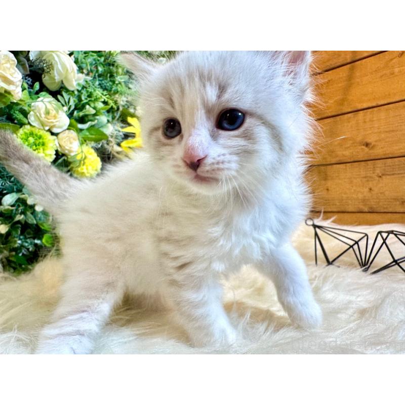 販売中の愛媛県のサイベリアン-136738の13枚目