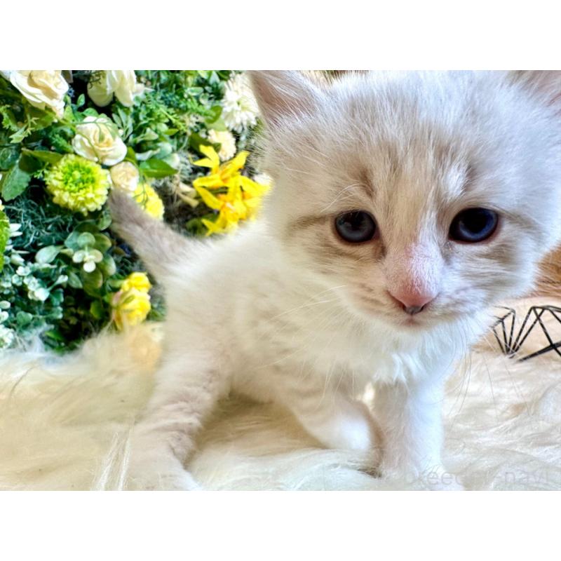 販売中の愛媛県のサイベリアン-136738の11枚目