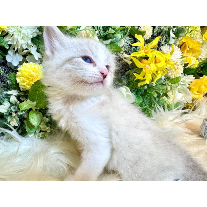 販売中の愛媛県のサイベリアン-136738の10枚目