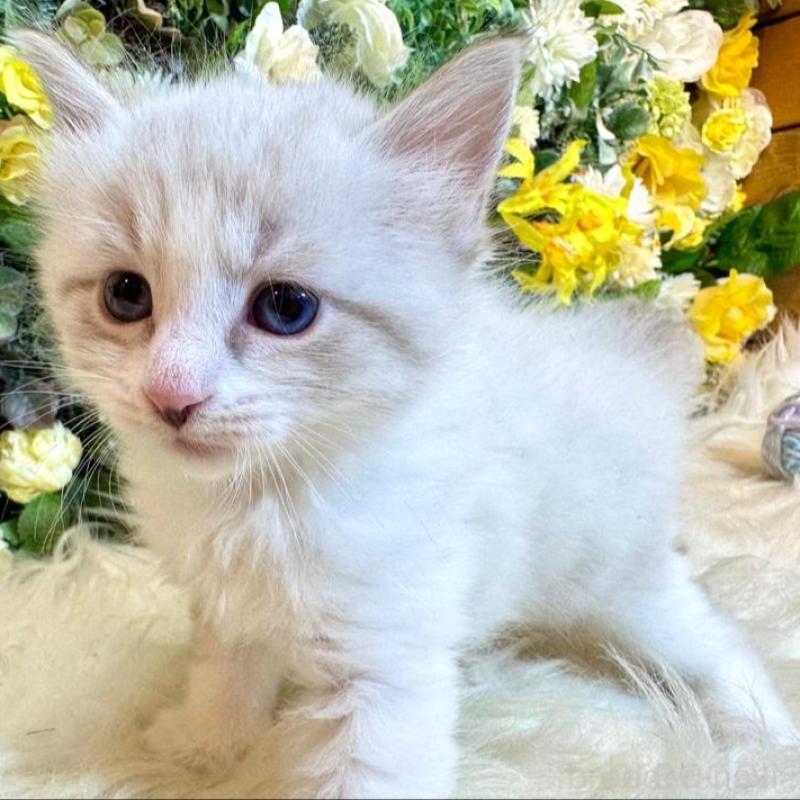 販売中の愛媛県のサイベリアン-136738の9枚目