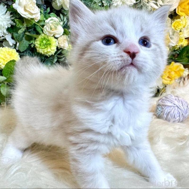 販売中の愛媛県のサイベリアン-136738の8枚目