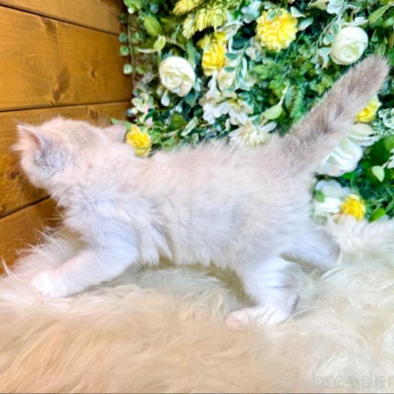 販売中の愛媛県のサイベリアン-136738の7枚目