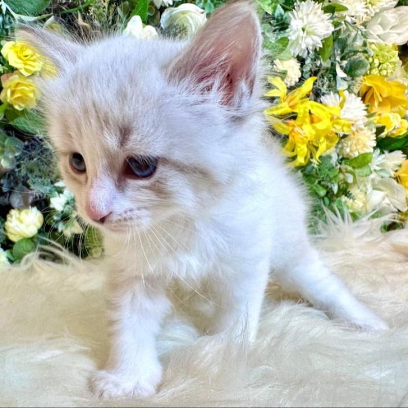 販売中の愛媛県のサイベリアン-136738の6枚目