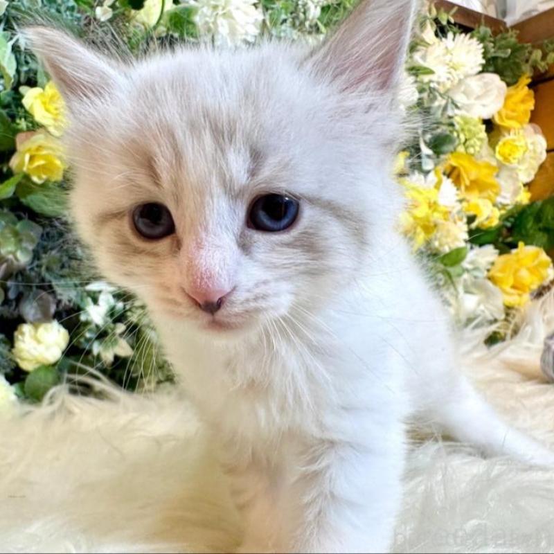 販売中の愛媛県のサイベリアン-136738の5枚目