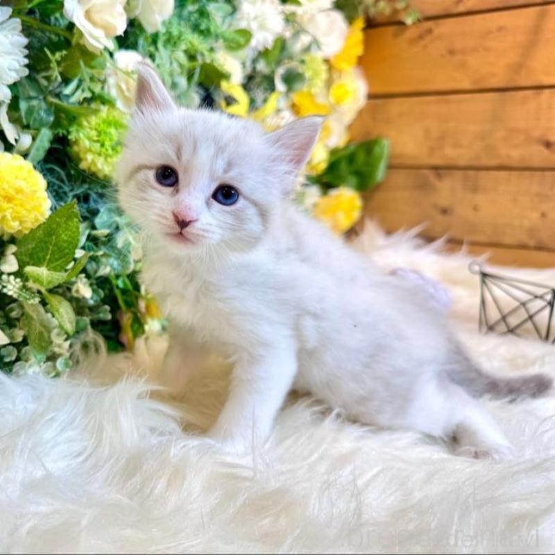 販売中の愛媛県のサイベリアン-136738の4枚目