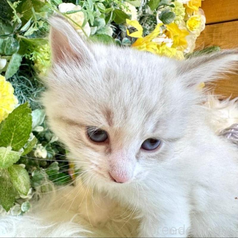 販売中の愛媛県のサイベリアン-136738の3枚目