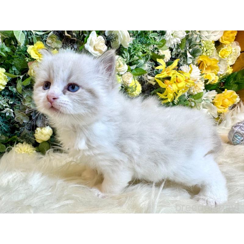 販売中の愛媛県のサイベリアン-136739の20枚目