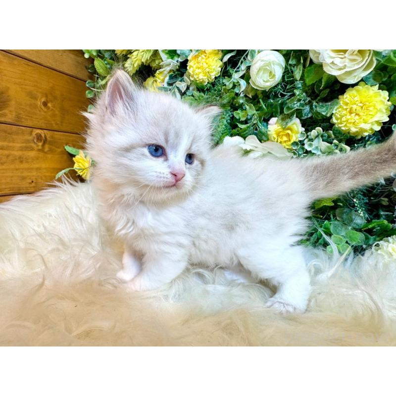 販売中の愛媛県のサイベリアン-136739の19枚目