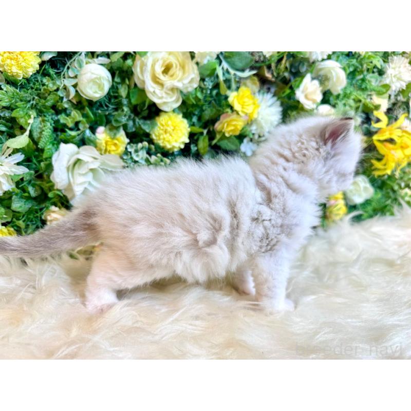 販売中の愛媛県のサイベリアン-136739の18枚目