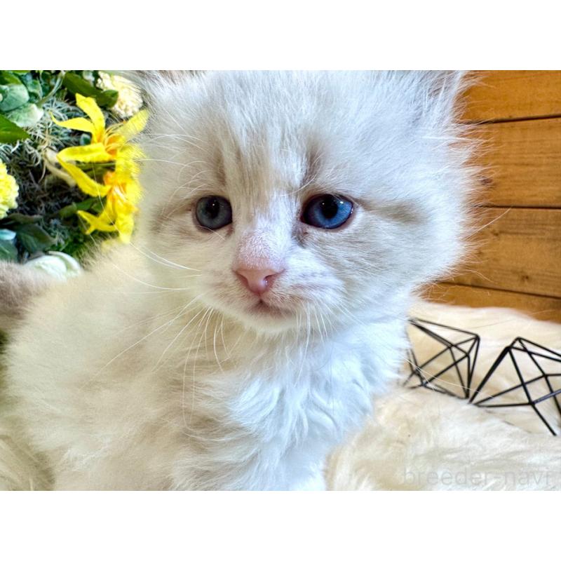 販売中の愛媛県のサイベリアン-136739の16枚目