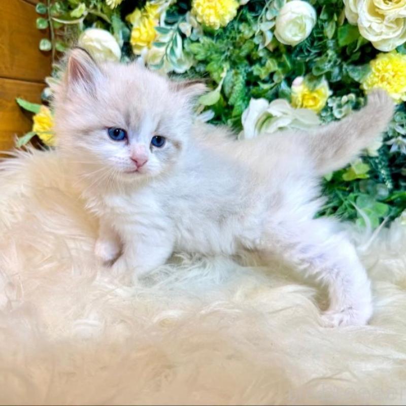 販売中の愛媛県のサイベリアン-136739の14枚目