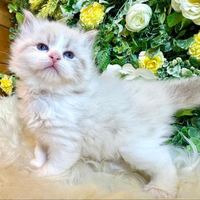 販売中の愛媛県のサイベリアン-136739の13枚目