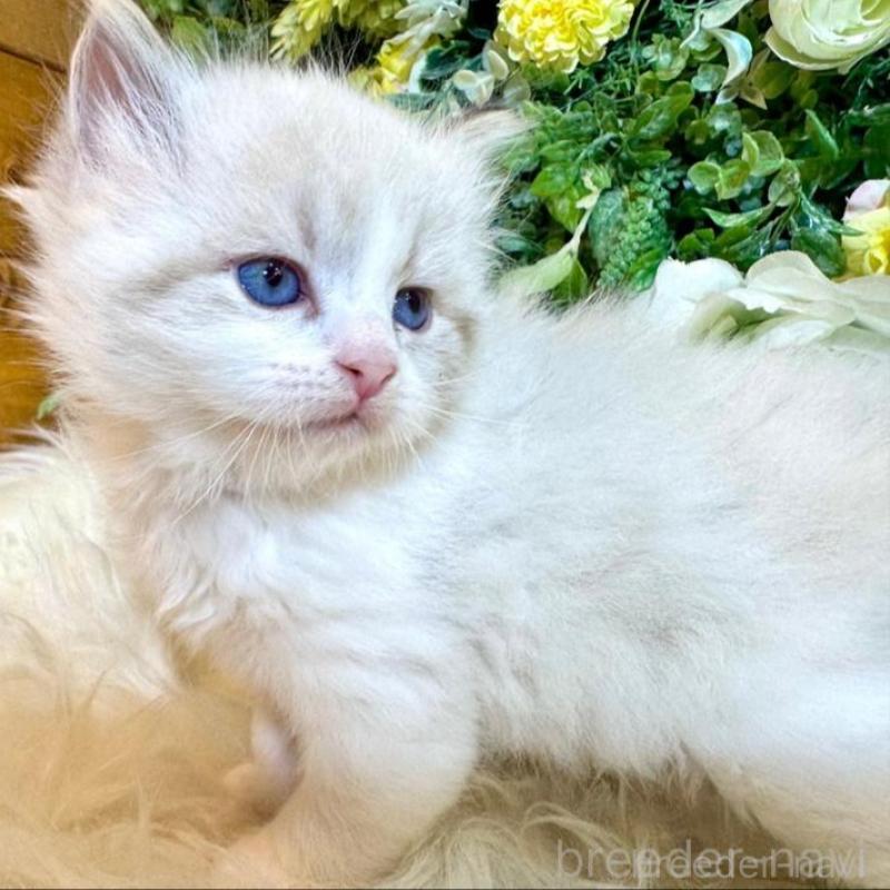 販売中の愛媛県のサイベリアン-136739の12枚目