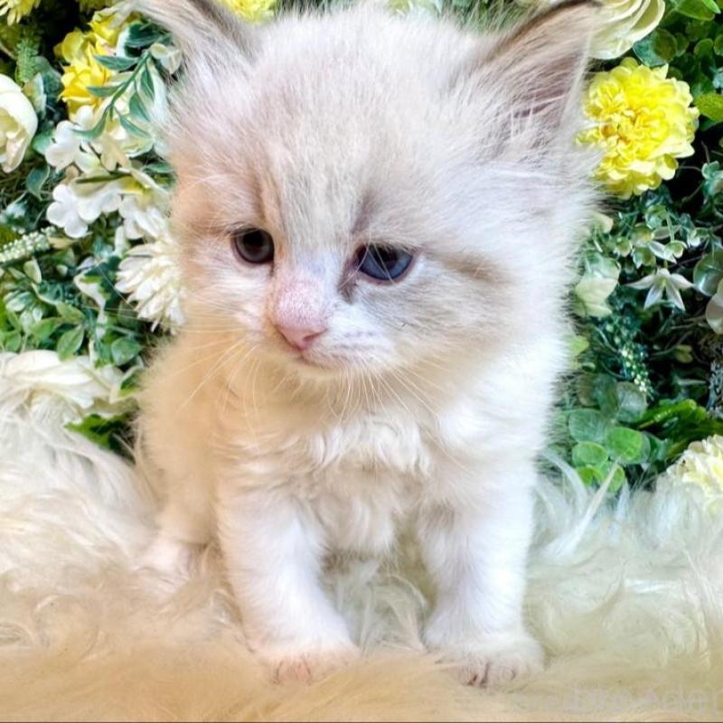 販売中の愛媛県のサイベリアン-136739の11枚目