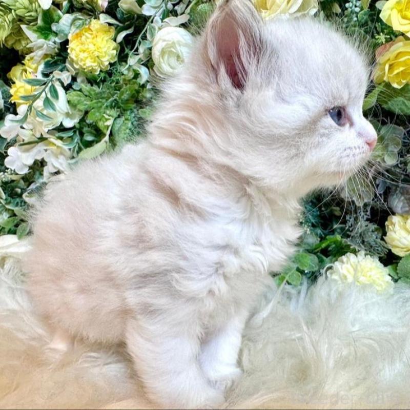 販売中の愛媛県のサイベリアン-136739の10枚目