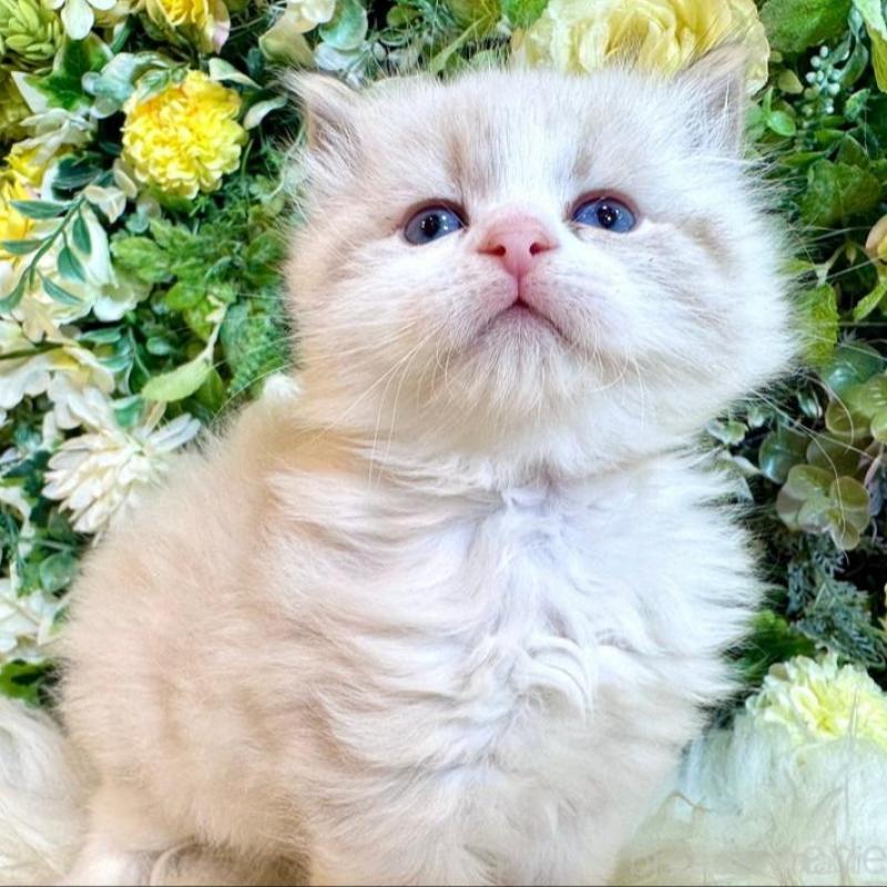 販売中の愛媛県のサイベリアン-136739の9枚目