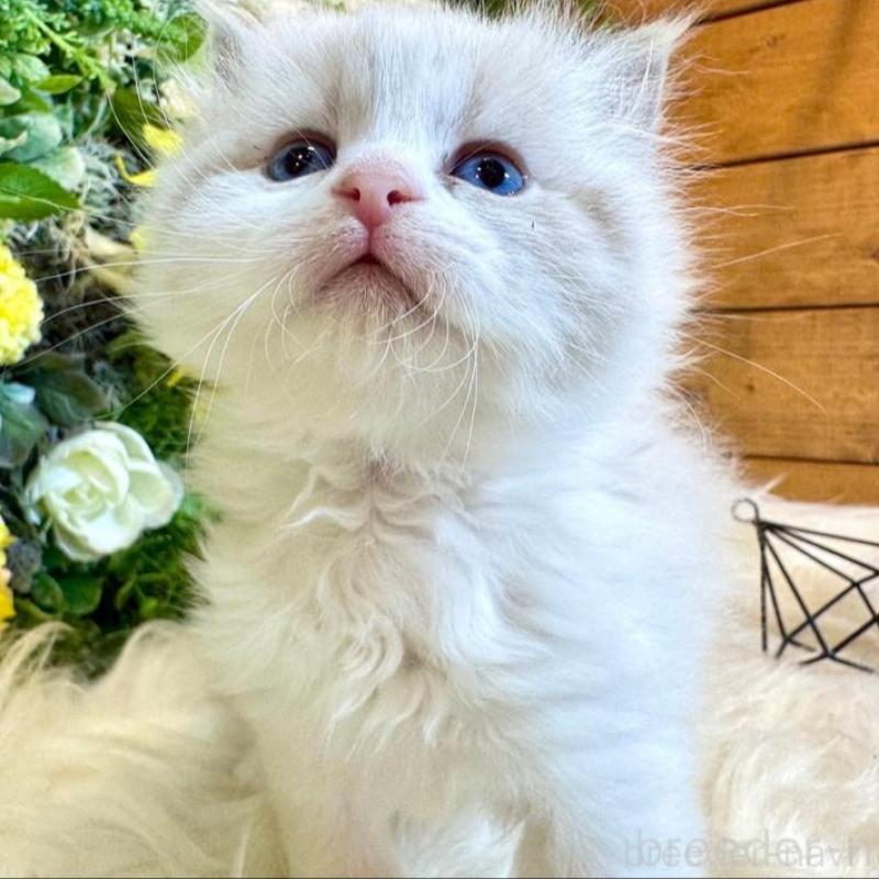 販売中の愛媛県のサイベリアン-136739の8枚目