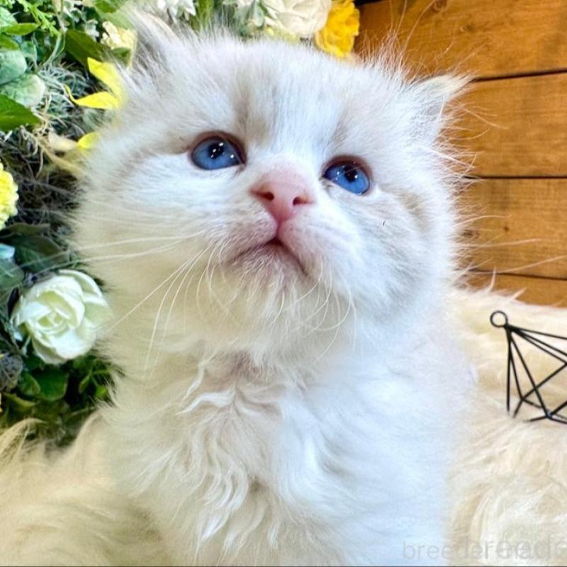 販売中の愛媛県のサイベリアン-136739の7枚目