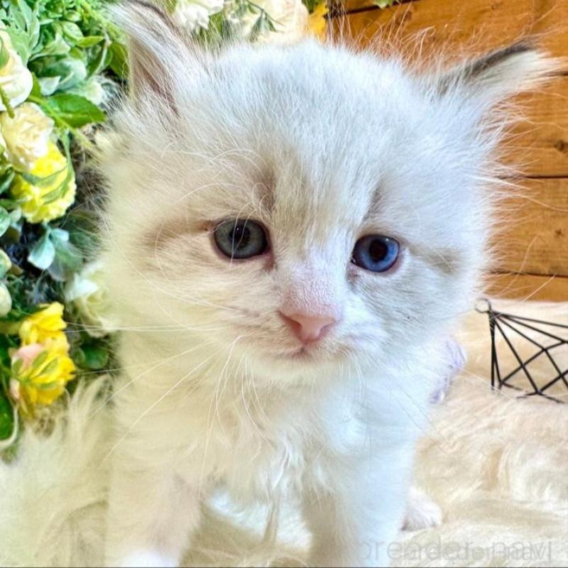 販売中の愛媛県のサイベリアン-136739の6枚目