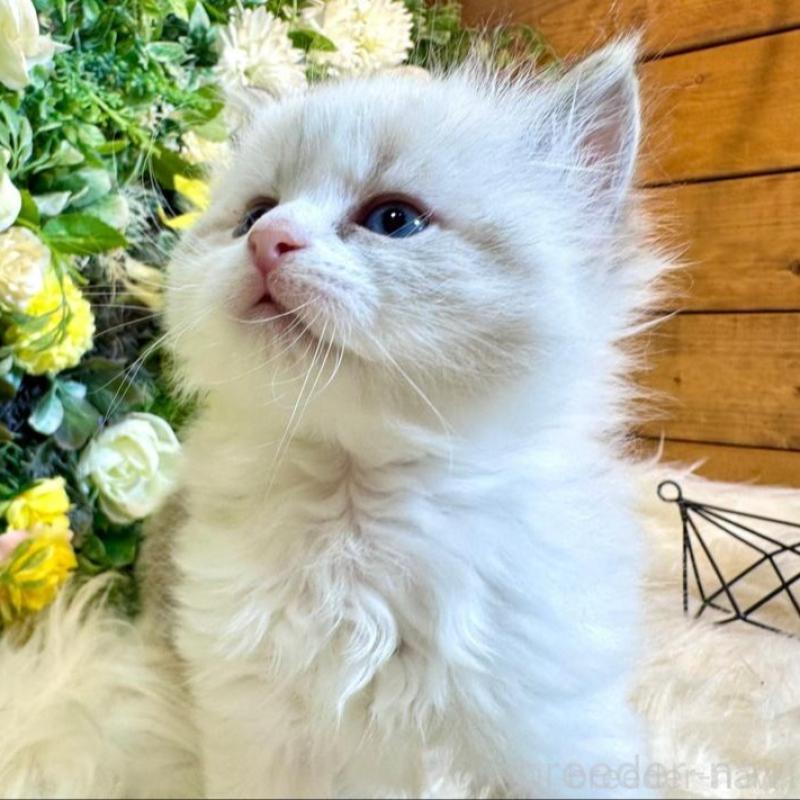 販売中の愛媛県のサイベリアン-136739の5枚目