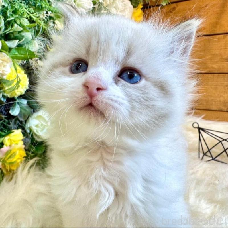 販売中の愛媛県のサイベリアン-136739の4枚目