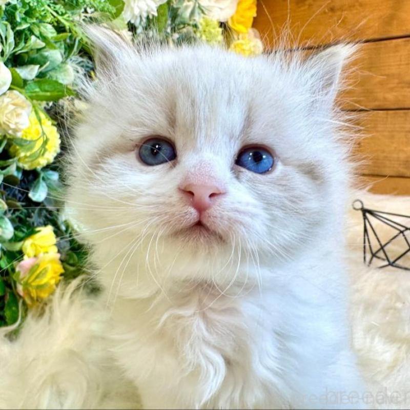 販売中の愛媛県のサイベリアン-136739の3枚目