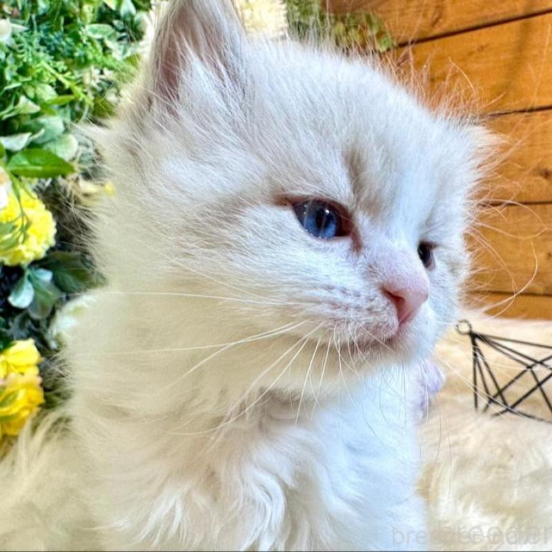 販売中の愛媛県のサイベリアン-136739の2枚目