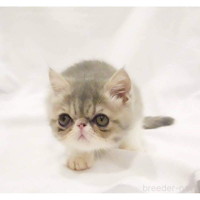 販売中の大阪府のエキゾチックショートヘア-136740の5枚目