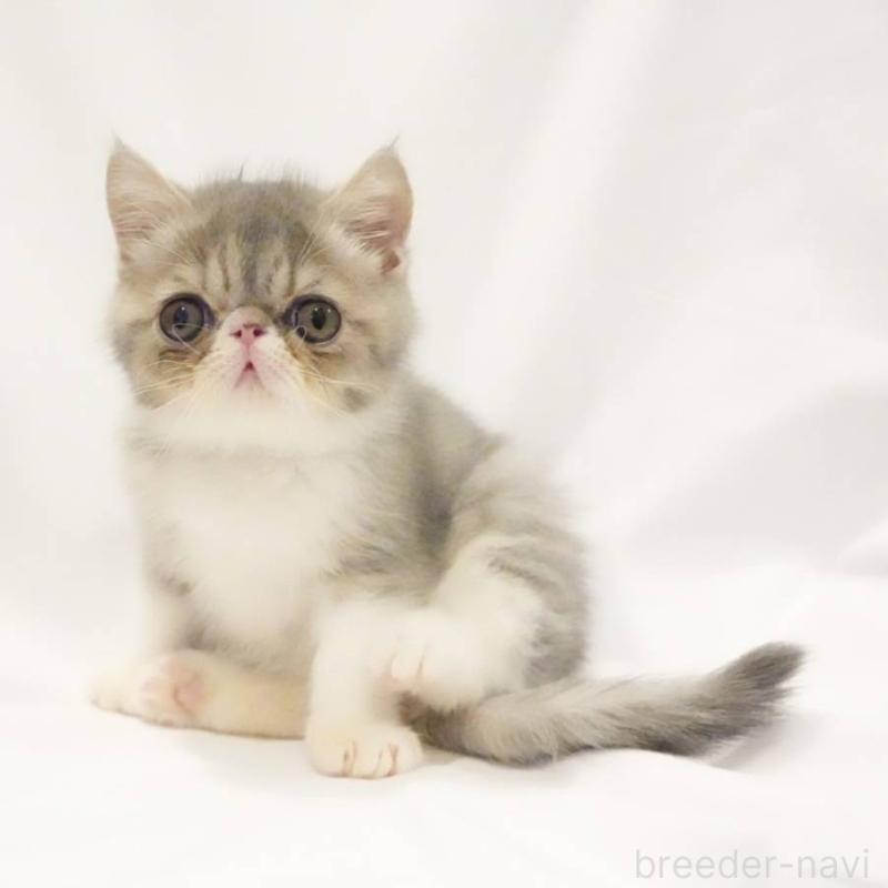 販売中の大阪府のエキゾチックショートヘア-136740の4枚目