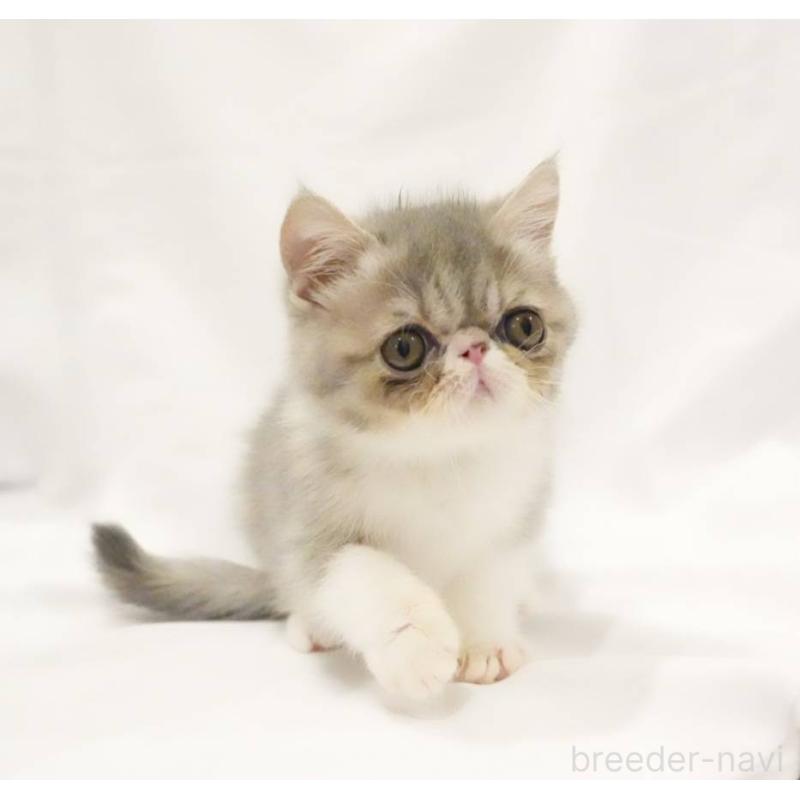 販売中の大阪府のエキゾチックショートヘア-136740の2枚目